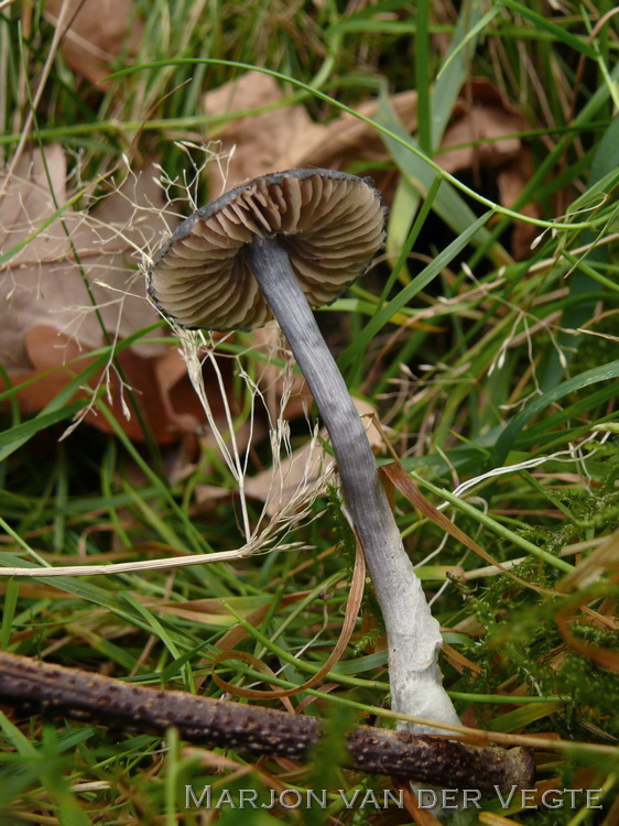 Blauwe satijnzwam - Entoloma nitidum